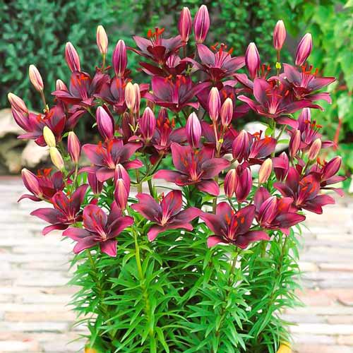 Лилия азиатская Свит Лорд рисунок 1 артикул 68929