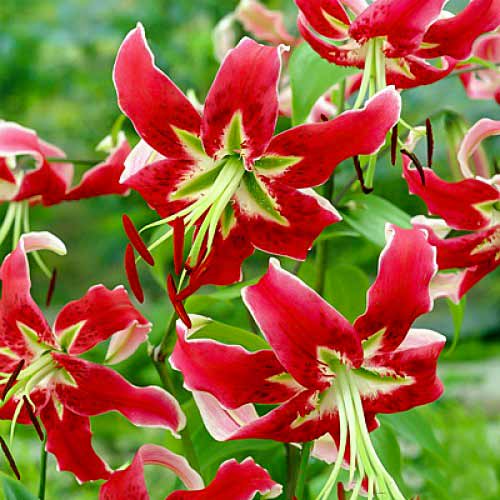 Лілія східна (орієнталь) Блек Б'юті зображення 1 артикул 67028