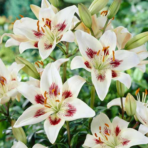 Лілія Центерфолд зображення 1 артикул 67027