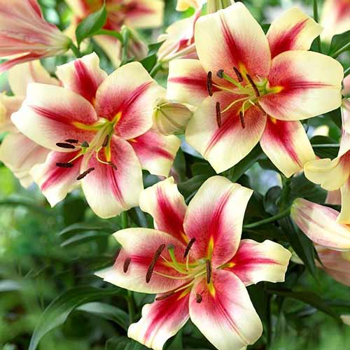 Лилия-дерево Албани рисунок 1 артикул 70232