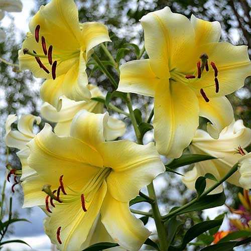 Лилия-дерево Манисса рисунок 1 артикул 70276