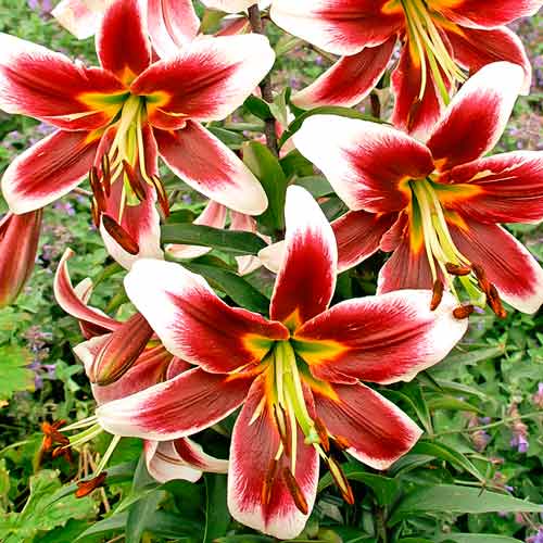 Лілія-дерево Місс Лілі зображення 1 артикул 68950