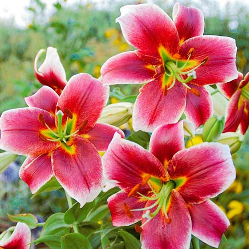 Лілія-дерево Містер Джоб зображення 1 артикул 68951