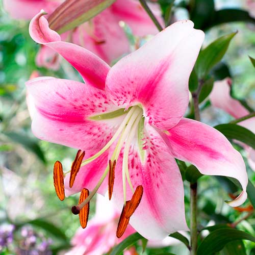 Лілія-дерево (ОТ-гібрид) Анастасія зображення 1 артикул 67226