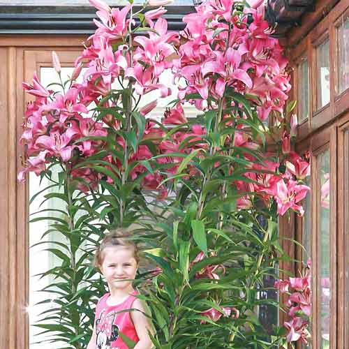 Лилия-дерево Пинк Экспложен рисунок 1 артикул 68321