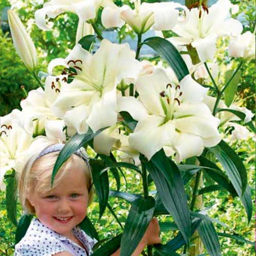 Лилия-дерево Претти Вумен рисунок 1 артикул 76318