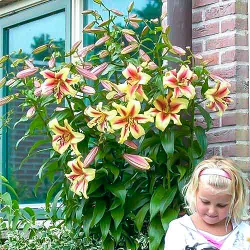 Лилия-дерево Роберт Свонсон рисунок 1 артикул 68955