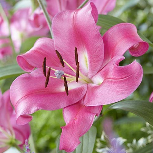 Лілія-дерево Робіна зображення 1 артикул 76608