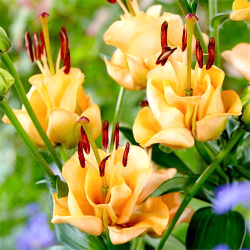 Лилия азиатская Эприкот Фадж рисунок 1 артикул 76302