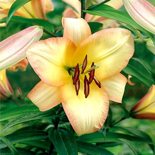 Лилия (ОТ-гибрид) Буги Вуги рисунок 1 артикул 70423