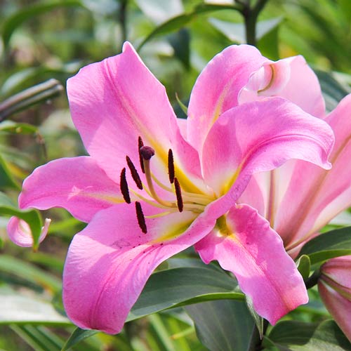 Лилия-дерево Дольче Габбана рисунок 1 артикул 76112