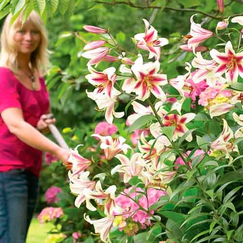 Лилия-гигант (ОТ-гибрид) Пассионале рисунок 1 артикул 67393