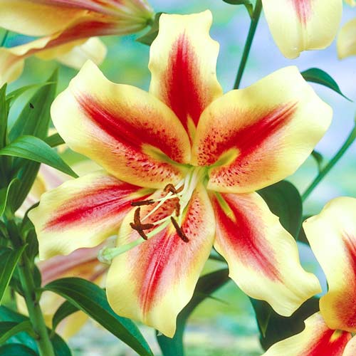 Лілія-дерево (ОТ-гібрид) Шокінг зображення 1 артикул 67230