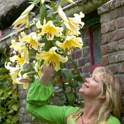 Лилия-гигант (ОТ-гибрид) Йеллоувин рисунок 1 артикул 67396