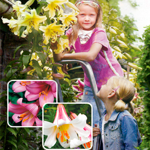 Суперпропозиція! Суміш лілій Дерево Гігантум з 3-х цибулин зображення 1 артикул 2921