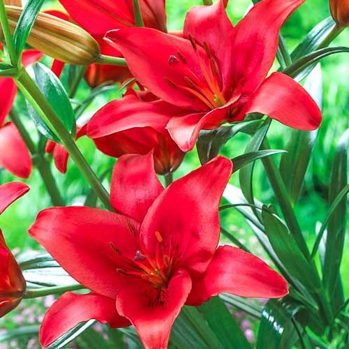 Лилия азиатская Гран Парадисо рисунок 1 артикул 76467