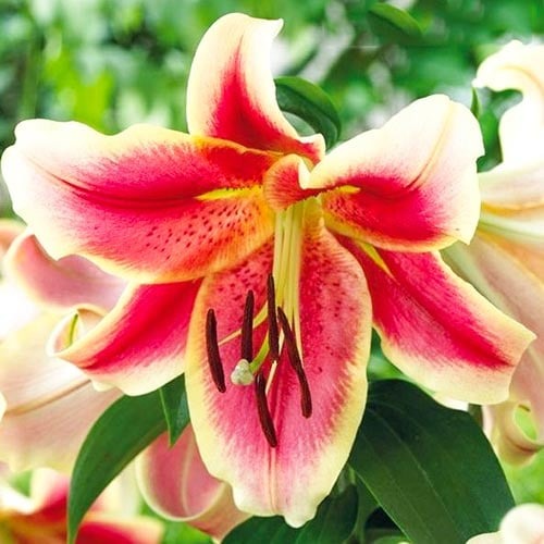 Лилия-дерево Холланд Бьюти рисунок 1 артикул 76310