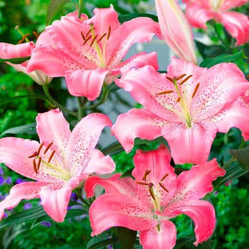 Лілія орієнталь Кей Вест зображення 1 артикул 70433