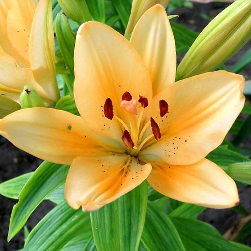 Лилия (ЛА-гибрид) Боллрум рисунок 1 артикул 76544