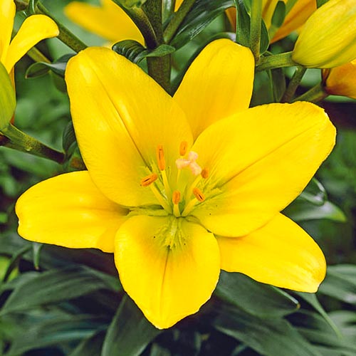 Лилия (ЛА-гибрид) Голден Тайкун рисунок 1 артикул 70468