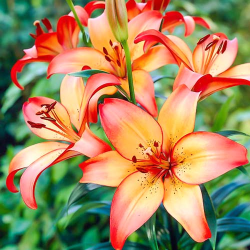 Лилия (ЛА-гибрид) Роял Сансет рисунок 1 артикул 76323