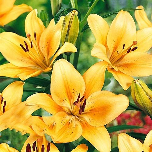 Лилия (ЛА-гибрид) Салмон Классик рисунок 1 артикул 76476