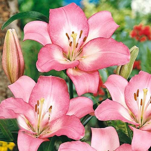 Лілія (ЛА-гібрид) Samur зображення 1 артикул 70274