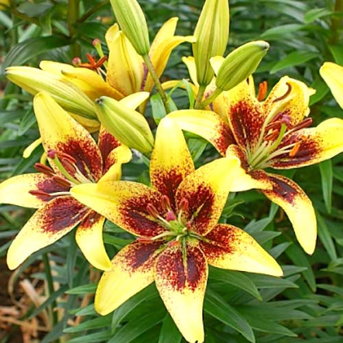 Лилия азиатская Латвия рисунок 1 артикул 67627