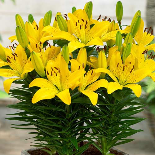 Лілія Лемон Пікс (Lemon Pixie) зображення 1 артикул 2956