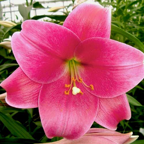 Лилия (ЛО-гибрид) Пинк Хевен рисунок 1 артикул 76317