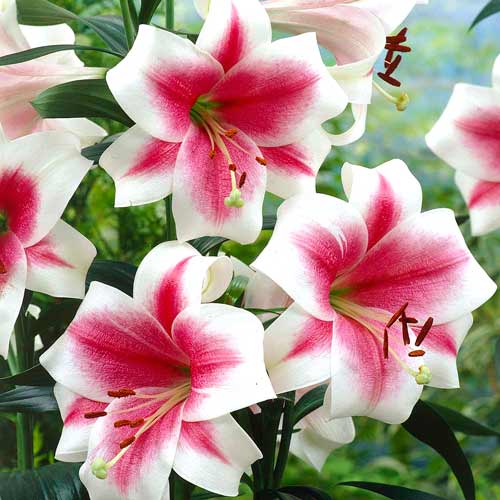 Лилия (ЛО-гибрид) Триумфатор рисунок 1 артикул 76324