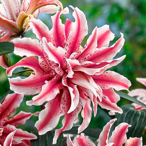 Лилия восточная махровая Мэджик Стар, луковицы рисунок 1 артикул 68946