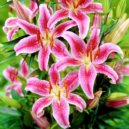 Лілія орієнталь Mero Star зображення 1 артикул 76315