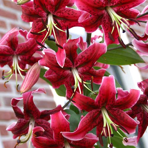 Лілія тигрова Міс Фея артикул фото 1 Лілія тигрова Міс Фея зображення 1 артикул 76472