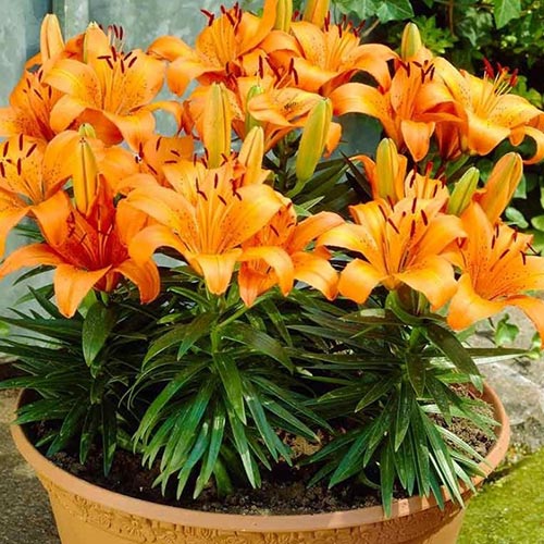 Лілія Оранж Піксі (Orange Pixie) зображення 1 артикул 2954