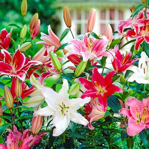 Лилия восточная, микс окрасок рисунок 1 артикул 70435