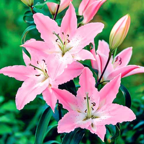 Лілія орієнталь Пандора зображення 1 артикул 70231