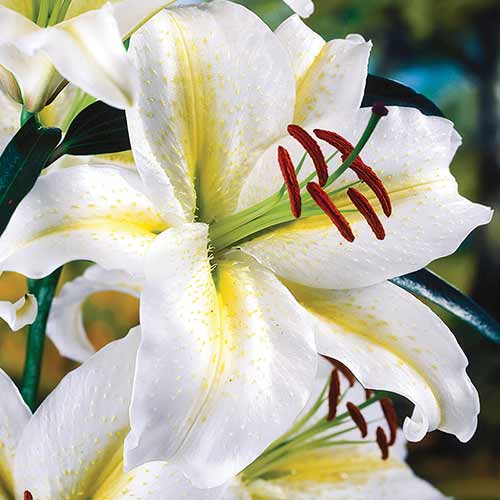 Лилия восточная Тайм Аут рисунок 1 артикул 70213