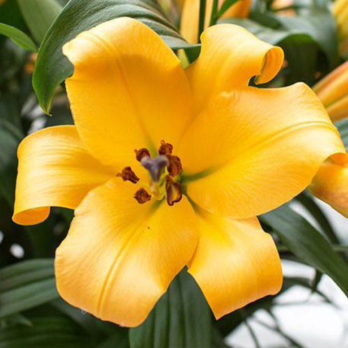 Лілія (ОТ-гібрид) Салтарелло зображення 1 артикул 76549