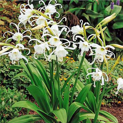 Лілія Павук артикул фото 1 Лілія Павук зображення 1 артикул 67021