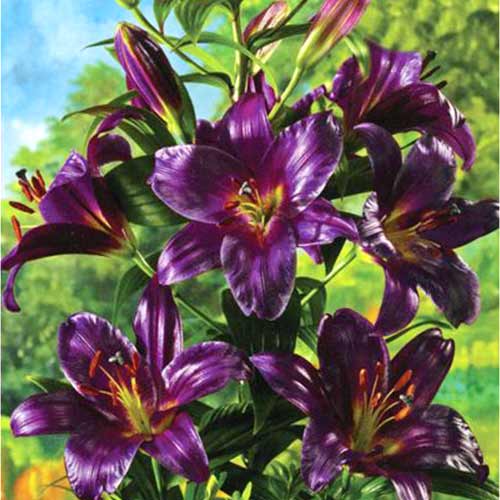 Лілія-дерево Пурпл Принц зображення 1 артикул 76319