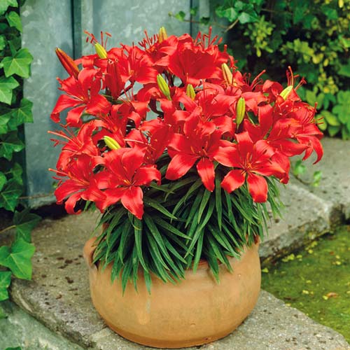 Лилия азиатская Ред Карпет рисунок 1 артикул 76320