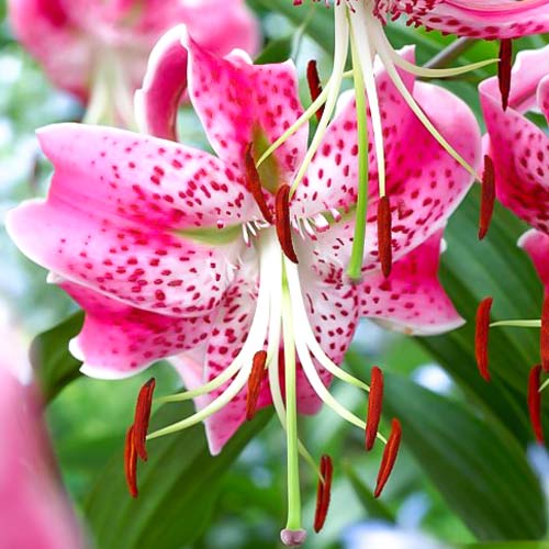 Лилия видовая Рубрум рисунок 1 артикул 68319