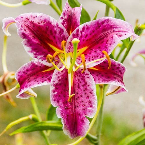 Лілія орієнталь Stargazer зображення 1 артикул 76479