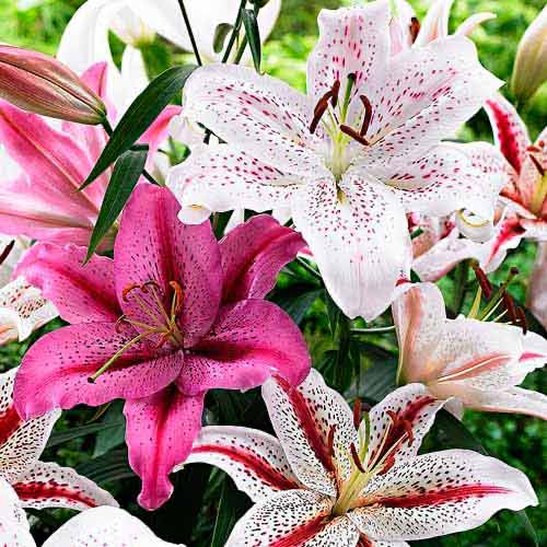 Лилия Тайгер, микс рисунок 1 артикул 76480