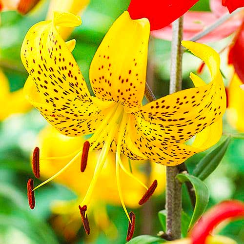 Лилия тигровая Лейхтлина рисунок 1 артикул 70434