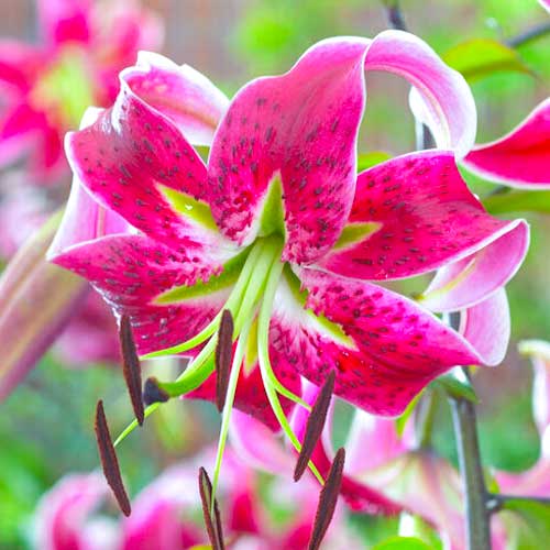 Лилия тигровая Специозум Рубрум рисунок 1 артикул 70438