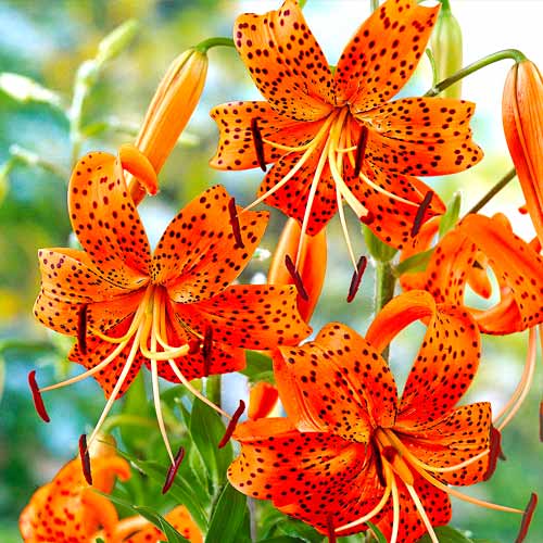 Лилия тигровая Тигринум Спленденс рисунок 1 артикул 70439