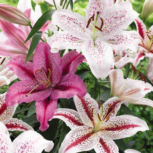 Лилия тигровая, микс рисунок 1 артикул 68357