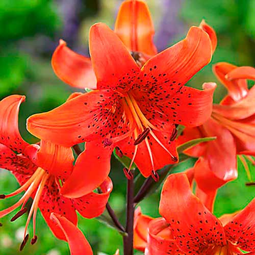 Лилия тигровая Ред Тайгер рисунок 1 артикул 68958